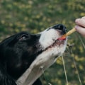 How Long Does CBD Last in Dogs?